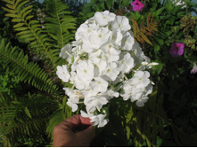 ���� 287.jpg