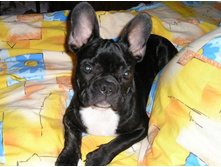 ��������� ����