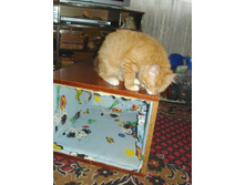 ������ ����������