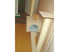 ������� ����� ��� ������� ���