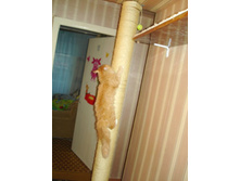 ������ �����