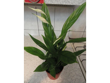 �����������  -  �� 200  ���.