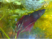 ������ �� ������.