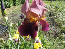 ���� ���������