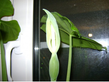 ����� � 028.jpg