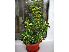 ������ 105.jpg