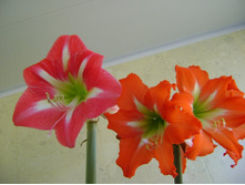 ������� � �����������.JPG