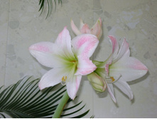 ��� ����.JPG