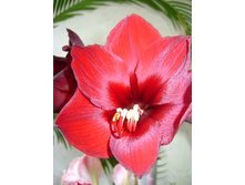 ޣ���� ���������.JPG