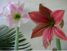 ��� ������� � ������� ����.JPG