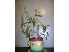 ������ �����.JPG