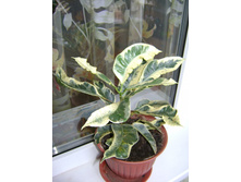 ������ 122.jpg