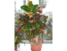 ������ 124.jpg