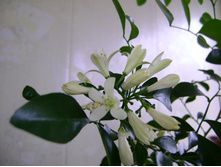 ����������� 555.jpg