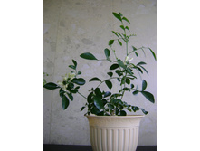 ����������� 556.jpg