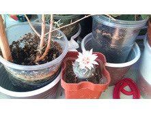 Turbinicarpus polaskii