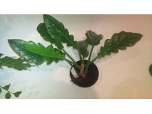 ��� ���� �� �����