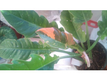 ��� ���� �� �����