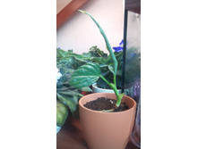 ��� ����� �����