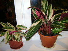 ����������� 070.jpg