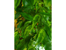 ����������� 006.jpg