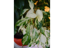 ����������� 007.jpg