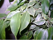 ����������� 008.jpg