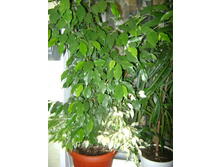 ����������� 010.jpg