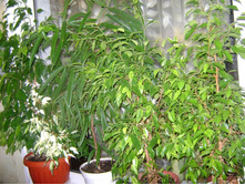 ����������� 011.jpg