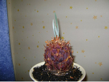 ������� 115.jpg