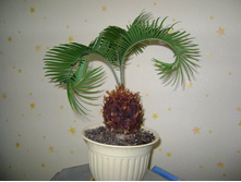 ������� 130.jpg