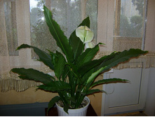 ������� 094.jpg