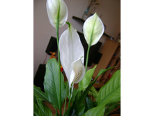 ������� 024.jpg