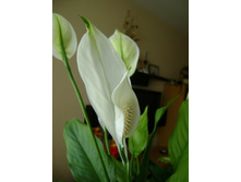 ������� 034.jpg