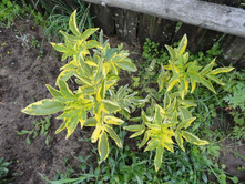 ������ �������