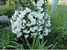 ������ ���������� ��������