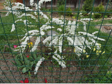 ������ �����