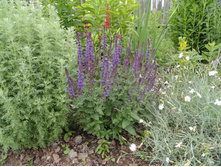 ������ ��������� - �����