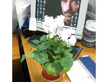 ��������-�������