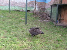 ����������� 120.jpg