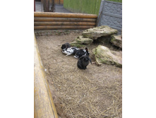 ����������� 170.jpg