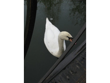 ����������� 184.jpg