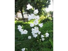 ����������� �������������� 70�.