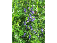 ������, 70 �.