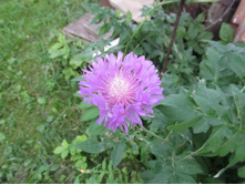 ������, 50 �.