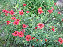 ��������� ��������, 80 �.