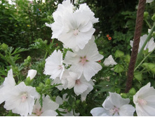 ������ ������� �������, 80 �.