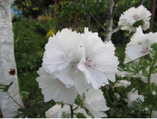 ������ ������� �������, 80 �.