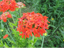 ������ ������������, 70 �.