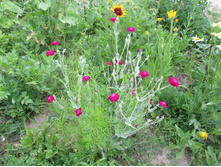 ������ ����������, 50 �.